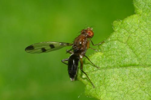 Réf. 283 275 : Geomyza tripunctata
